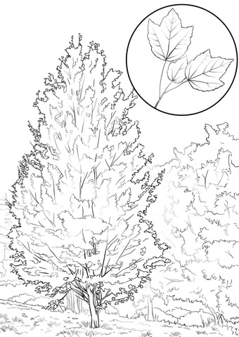 Red Maple Coloring Page